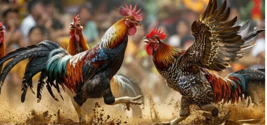 Các kiểu cược đá gà cựa sắt Thomo được ưa chuộng tại New88