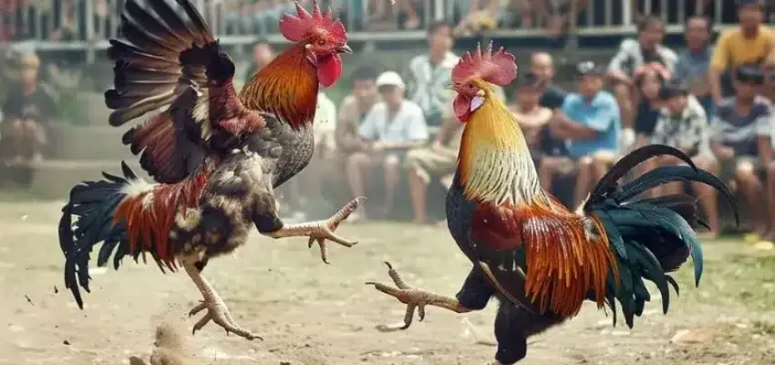 Mẹo tham gia cá cược đá gà Thomo thành công tại New88