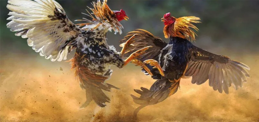 Cẩm nang tham gia cá cược đá gà SV388 tại New88