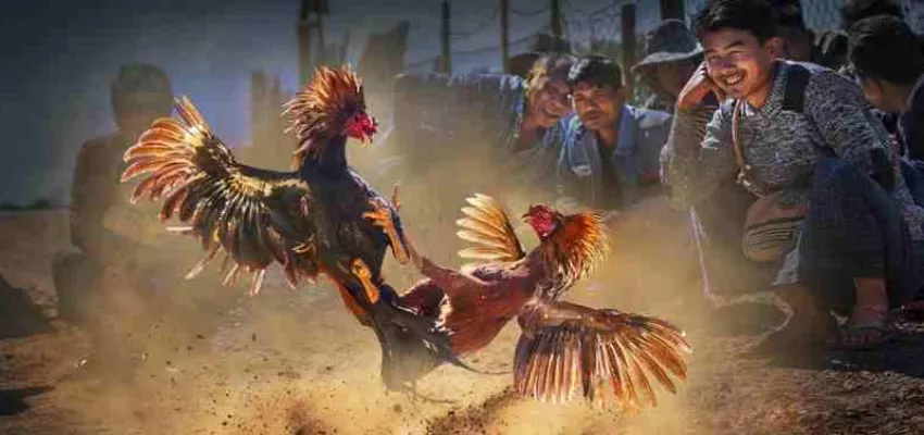 Những hình thức cá cược đá gà SV388 phổ biến tại New88