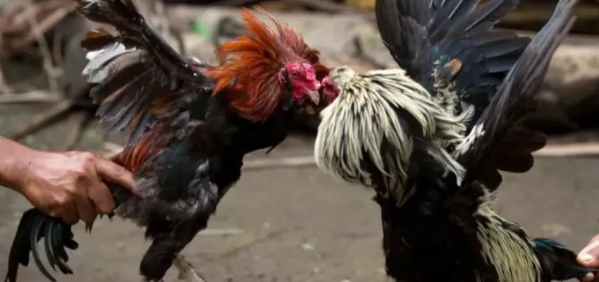 Mẹo cược đá gà SV388 giúp tăng tỷ lệ chiến thắng tại New88