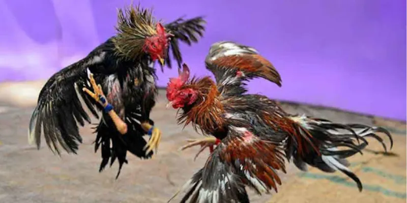 Hướng dẫn phân tích chiến kê khi tham gia đá gà C1 để tối ưu cược