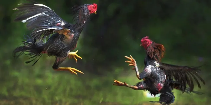 Chia sẻ kinh nghiệm cá cược đá gà C1 từ các chuyên gia tại New88