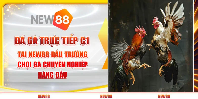 Đá gà trực tiếp C1 tại New88 – Đấu trường chọi gà chuyên nghiệp hàng đầu