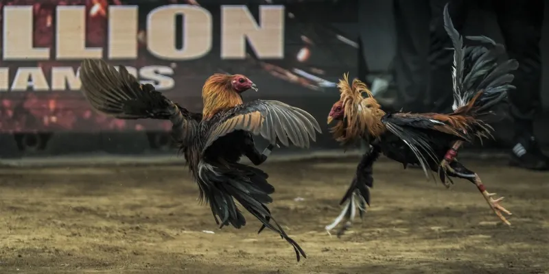 Một số nét đặc trưng của đá gà trực tiếp C1