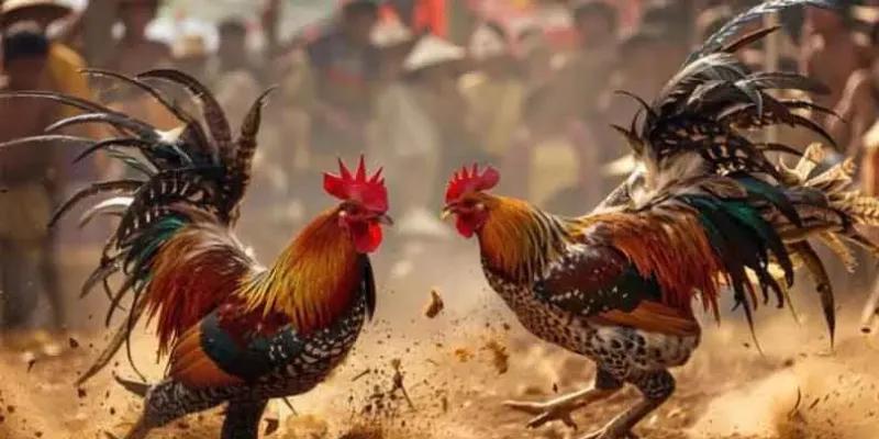 Đá gà cựa sắt live tại New88 - Cuộc chiến giữa các chiến kê hàng đầu 3 Các loại cược phổ biến trong đá gà cựa sắt live