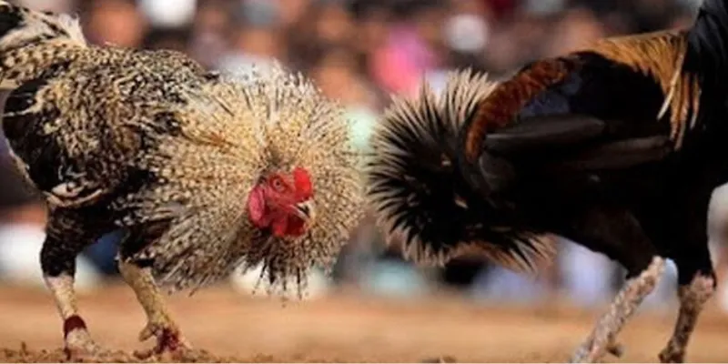 Đá gà cựa sắt live tại New88 - Cuộc chiến giữa các chiến kê hàng đầu 4 Mẹo và chiến thuật để thắng lớn trong đá gà cựa sắt live