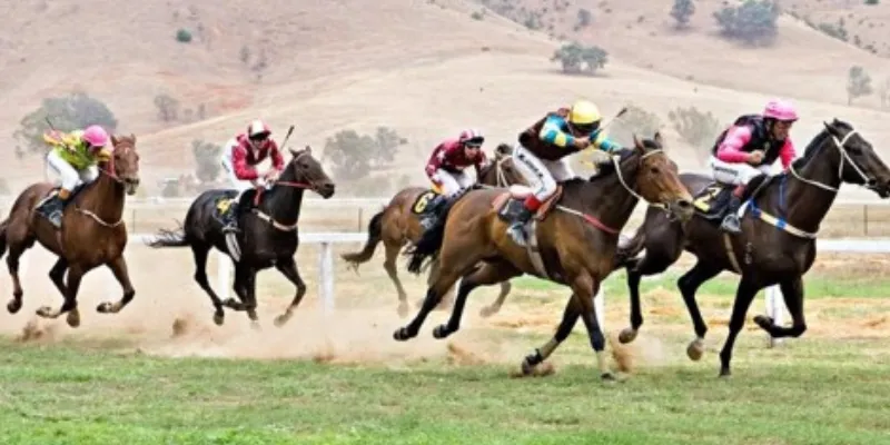 Một số loại cược đua ngựa