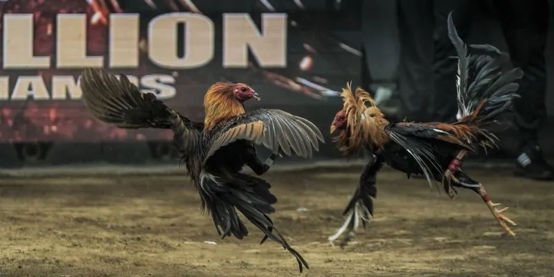 Điểm danh các loại hình đặc biệt khi tham gia cá cược đá gà truyền thống