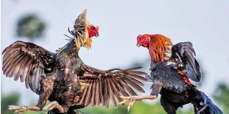 Trận Chiến Gà Tre - Thú Vui Dân Gian Đầy Hấp Dẫn Đa Dạng 3 Chi tiết cách diễn ra một trận chiến đúng nghĩa với con gà tre mới nhất