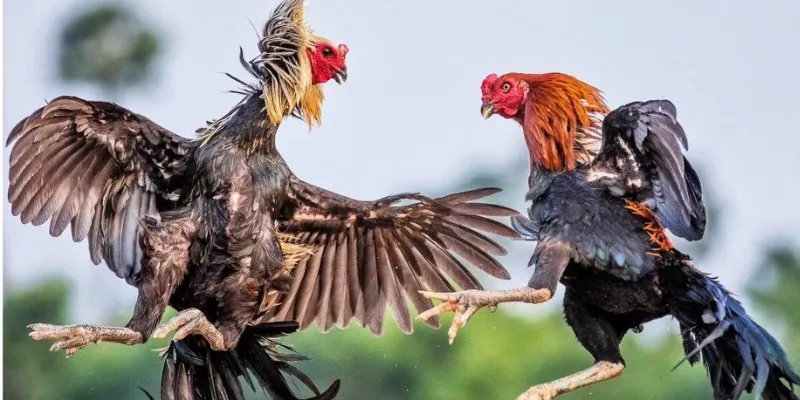 Đá Gà Asil tại New88 - Các trận đấu gay cấn và đầy bất ngờ 2 Một số ưu điểm khi xem trực tiếp đá gà Asil