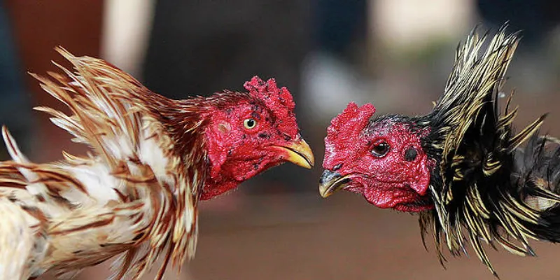 Đá Gà Asil tại New88 - Các trận đấu gay cấn và đầy bất ngờ 3 Kinh nghiệm theo dõi và cá cược đá gà Asil hiệu quả