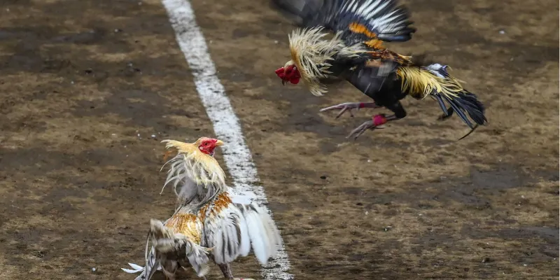 Đá Gà Asil tại New88 - Các trận đấu gay cấn và đầy bất ngờ 4 Lưu ý khi tham gia cá cược đá gà Asil