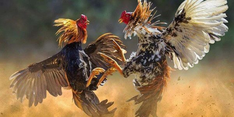 Đá gà cựa sắt: Giới thiệu và lịch sử