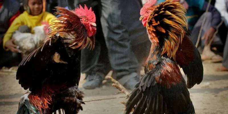 Trận Chiến Gà Tre - Thú Vui Dân Gian Đầy Hấp Dẫn Đa Dạng 4 Điểm danh các hình thức cược phổ biến trong đấu gà tre hiện nay