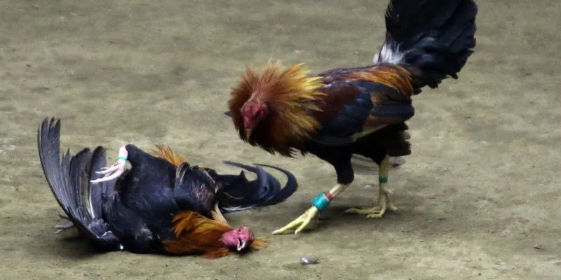 Tìm hiểu chi tiết định nghĩa về loại hình cá cược đá gà miền tây mới