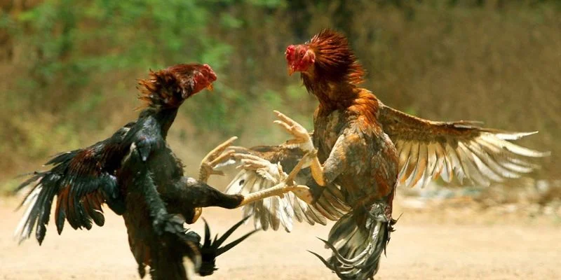 Luật Chấp Trong Đá Gà - Hiểu Đúng Và Chơi Hay Để Thắng Lớn 2 Khái quát một số thông tin hiệu quả về luật chấp trong đá gà