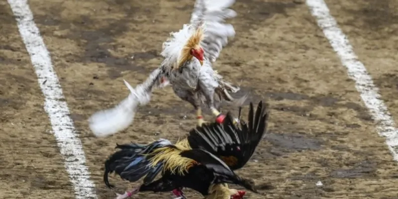 Mẹo chơi đá gà toàn thắng giúp bạn thắng mọi trận đá gà 3 Nắm vững cách chơi đá gà và các luật cơ bản