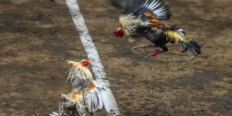 Mẹo chơi đá gà toàn thắng giúp bạn thắng mọi trận đá gà 4 Chia sẻ 5 mẹo chơi đá gà toàn thắng cho tân binh