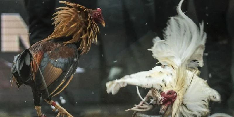 Luật Chấp Trong Đá Gà - Hiểu Đúng Và Chơi Hay Để Thắng Lớn 4 Một vài hình thức chấp cược cơ bản mà bạn nên trải nghiệm