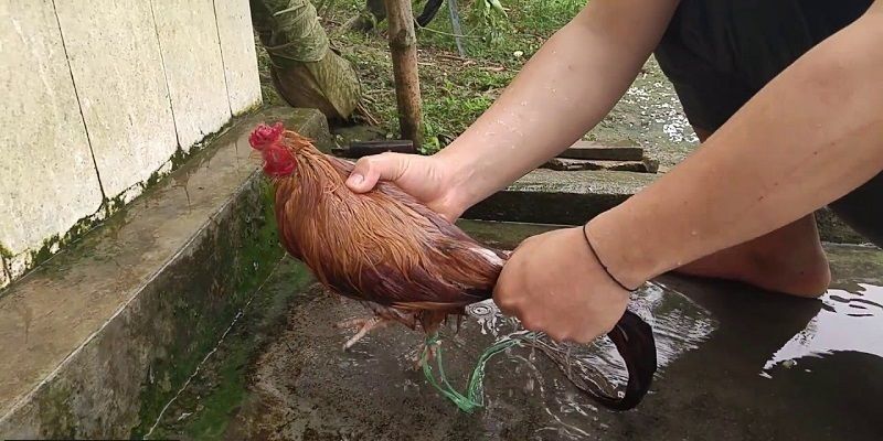 Đôi nét về việc tắm cho gà