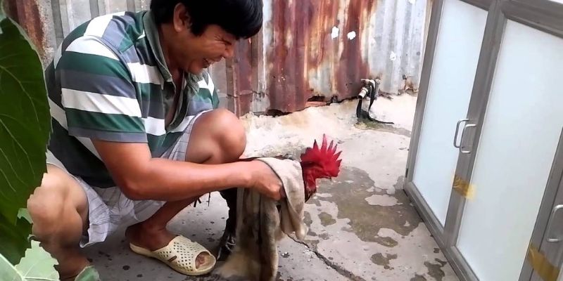 Sử dụng vật liệu hợp lý để tắm khô cho gà