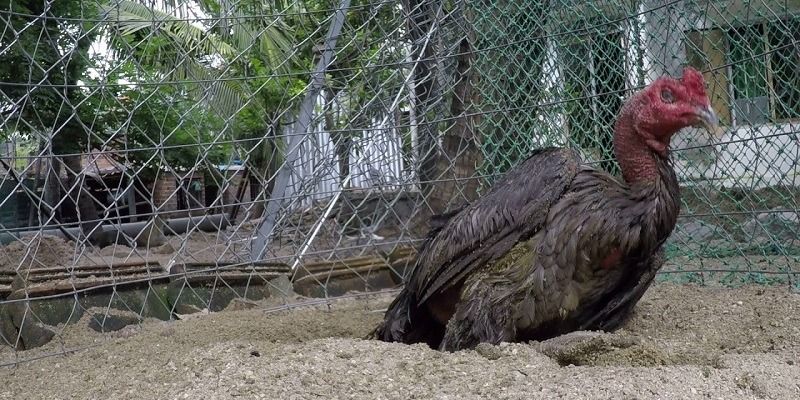 Tắm khô mang lại nhiều lợi ích cho gà đá