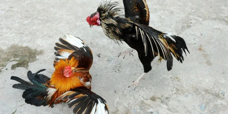 Luật Chấp Trong Đá Gà - Hiểu Đúng Và Chơi Hay Để Thắng Lớn 3 Chi tiết luật chấp hiệu quả mà bạn cần nắm vững