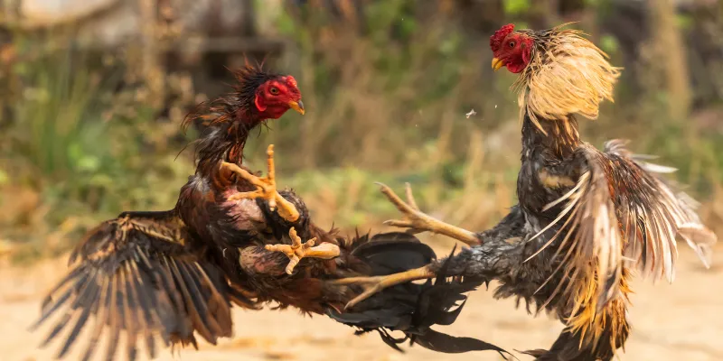 Đá Gà 67 Trực Tiếp Tại IWIN, Theo Dõi Trận Đấu Cực Hấp Dẫn 3 Cách tham gia đá gà 67