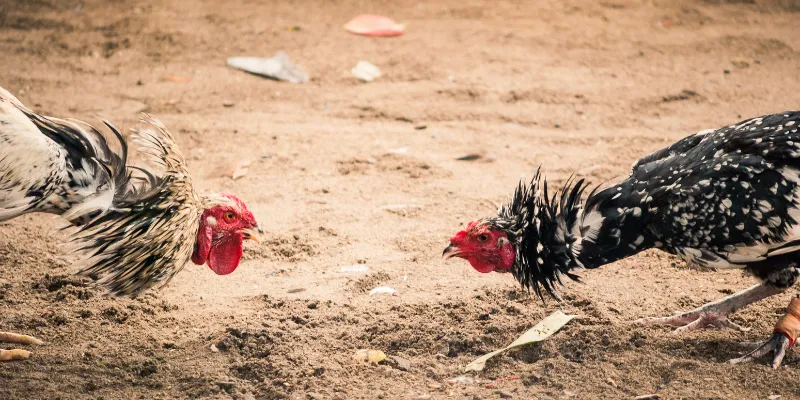 Đá Gà 67 Trực Tiếp Tại IWIN, Theo Dõi Trận Đấu Cực Hấp Dẫn 4 Các trận đá gà 67 lớn