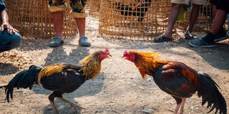 Đá Gà 67 Trực Tiếp Tại IWIN, Theo Dõi Trận Đấu Cực Hấp Dẫn 2 Đặc điểm của đá gà 67