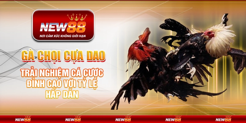 Gà chọi cựa dao tại New88 – Trải nghiệm cá cược đỉnh cao với tỷ lệ hấp dẫn