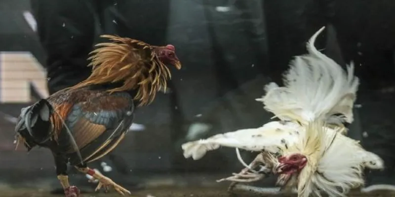 Tìm hiểu về gà chọi cựa dao
