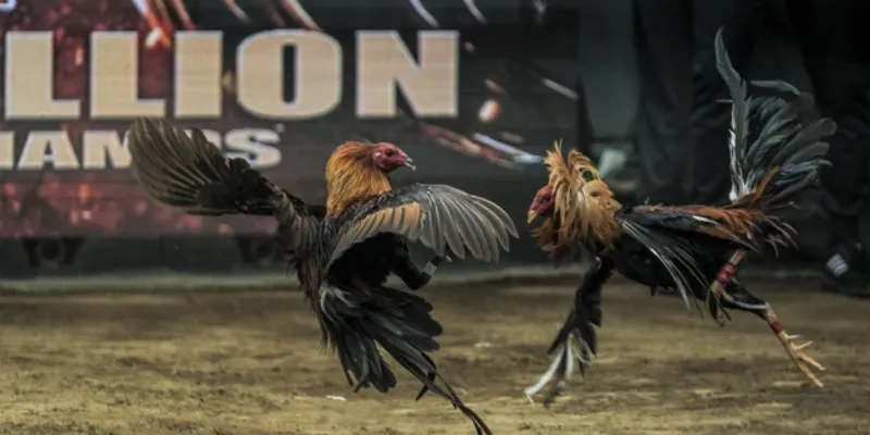 Đặc điểm của gà chọi cựa dao so với các loại gà đá khác