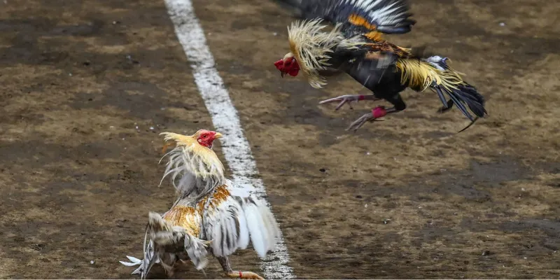 Kinh nghiệm cá cược gà chọi cựa dao từ cao thủ 