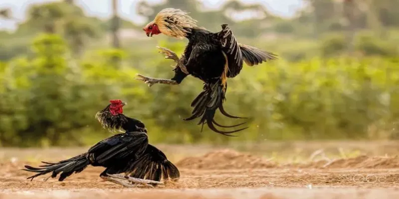 Đá gà trực tiếp Campuchia tại New88 – Thưởng thức trận đấu kịch tính mỗi ngày 2 Đôi nét về đá gà trực tiếp Campuchia