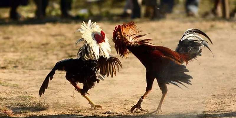 Đá gà trực tiếp Campuchia tại New88 – Thưởng thức trận đấu kịch tính mỗi ngày 3 Hướng dẫn cách xem đá gà trực tiếp Campuchia tại New88