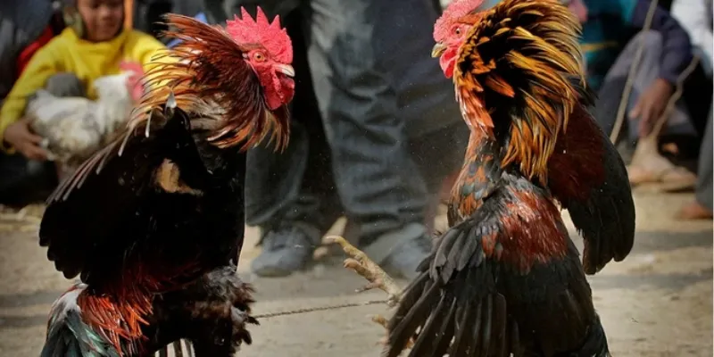 Đá gà trực tiếp Campuchia tại New88 – Thưởng thức trận đấu kịch tính mỗi ngày 4 Chia sẻ mẹo cá cược đá gà Campuchia hiệu quả tại New88